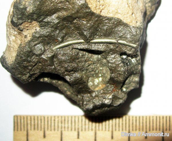 аммониты, оксфорд, келловей, Кимры, сифон, Ammonites, Oxfordian, Callovian, Middle Jurassic