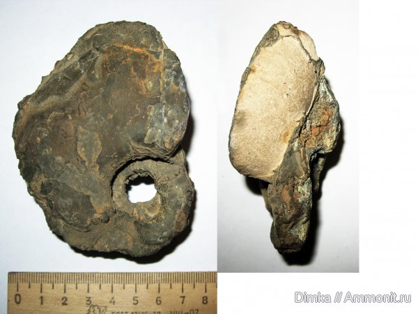 аммониты, юра, Cardioceras, оксфорд, нижний оксфорд, Кимры, Cardioceras excavatum, Ammonites, Cardioceras (Scoticardioceras), Oxfordian, Lower Oxfordian, Jurassic, Scoticardioceras