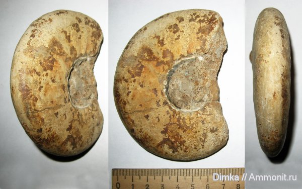 аммониты, юра, келловей, Никитино, Ammonites, Callovian, Jurassic, Middle Jurassic