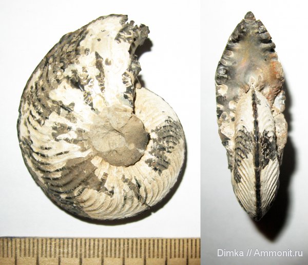 аммониты, юра, Cardioceras, оксфорд, нижний оксфорд, р. Унжа, Cardioceras excavatum, Макарьев, Ammonites, Oxfordian, Lower Oxfordian, Jurassic