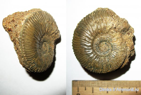 аммониты, юра, Kosmoceras, нижний келловей, келловей, Никитино, Gulielmiceras anterior, Gulielmiceras, Ammonites, Callovian, Jurassic, Middle Jurassic, Lower Callovian