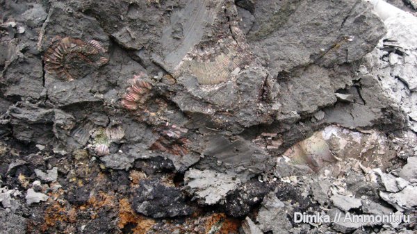 юра, Kosmoceras, Binatisphinctes, келловей, Михайловцемент, Callovian, Jurassic, Middle Jurassic