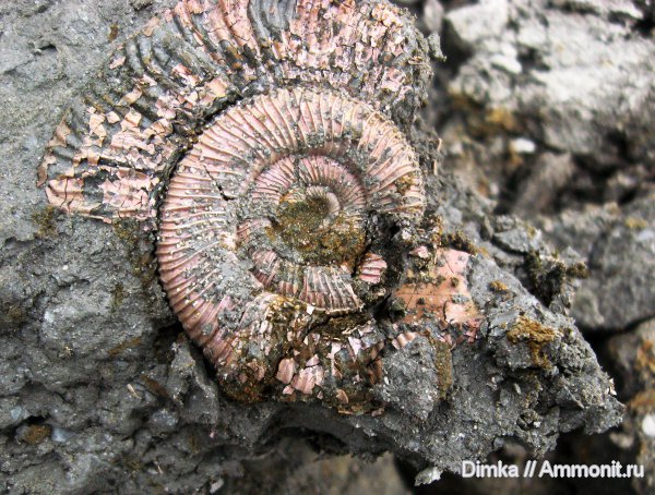 юра, Binatisphinctes, келловей, Михайловцемент, Callovian, Jurassic, Middle Jurassic