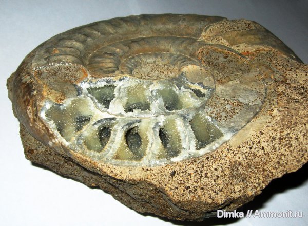 юра, нижний келловей, келловей, Никитино, Callovian, Jurassic, Middle Jurassic, Lower Callovian