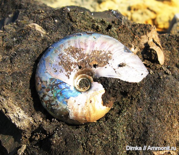 аммониты, юра, волжский ярус, Garniericeras, Еганово, Garniericeras catenulatum, Ammonites, Volgian, Jurassic