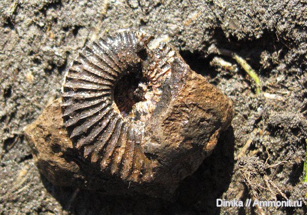 юра, оксфорд, Amoeboceras, верхний оксфорд, Нижние Мневники, Amoeboceras alternans, Oxfordian, Upper Oxfordian, Jurassic