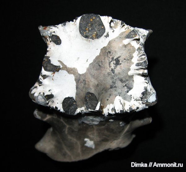 юра, Михайлов, Euaspidoceras, келловей, верхний келловей, зона Quenstedtoceras lamberti, Callovian, Jurassic, Middle Jurassic