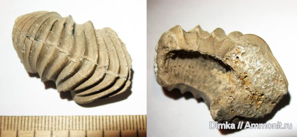 юра, келловей, верхний келловей, Щёлковский карьер, Callovian, Jurassic, Middle Jurassic