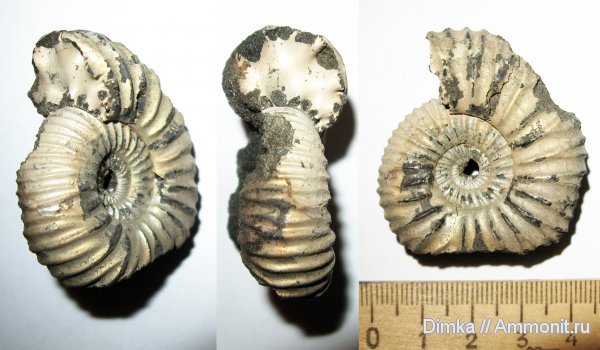 юра, Воскресенск, Virgatites, Елкино, волжский ярус, Lomonossovella, зона Virgatites virgatus, Volgian, Jurassic