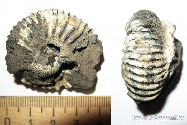 юра, Воскресенск, Елкино, волжский ярус, Lomonossovella, Volgian, Jurassic