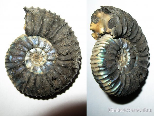 юра, Воскресенск, Virgatites, Елкино, волжский ярус, Virgatites pallasianus, Volgian, Jurassic