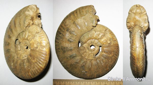 юра, нижний келловей, келловей, Indosphinctes mutatus, Indosphinctes, Никитино, Callovian, Jurassic, Middle Jurassic, Lower Callovian