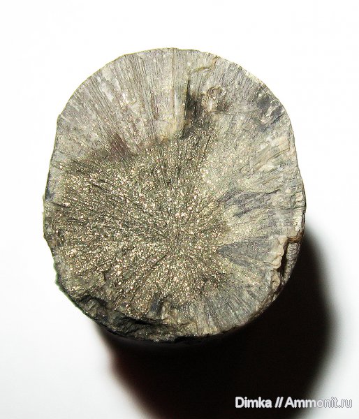 юра, Кимры, Jurassic