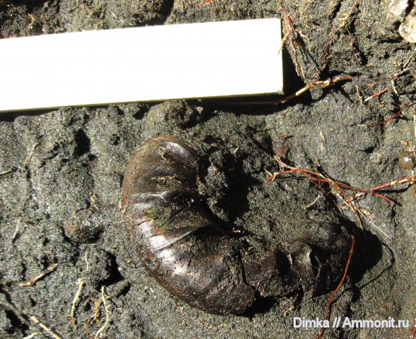 юра, Kachpurites, волжский ярус, Мневники, Kachpurites fulgens, Volgian, Jurassic