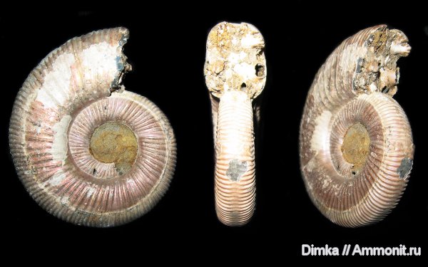 юра, Михайлов, Binatisphinctes, келловей, Binatisphinctes rjasanensis, Callovian, Jurassic, Middle Jurassic