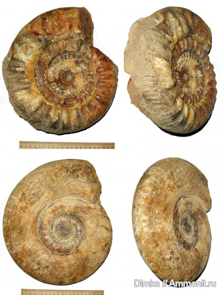 юра, нижний келловей, Indosphinctes, Никитино, Choffatia, Jurassic, Lower Callovian