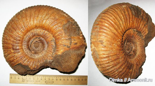 юра, Мостово-Василево, средний подъярус волжского яруса, Taimyrosphinctes, зона Epivirgatites nikitini, Dorsoplanitidae, Jurassic