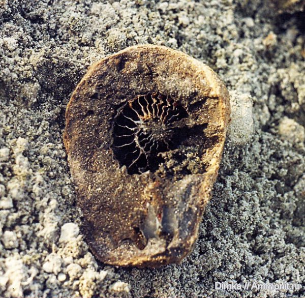 мел, Спиридово, альб, Albian, Cretaceous