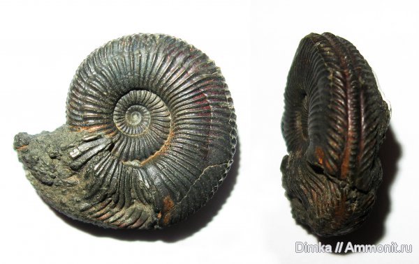 юра, Amoeboceras, Ундоры, кимеридж, Ульяновская область, Kimmeridgian, Jurassic, Upper Jurassic