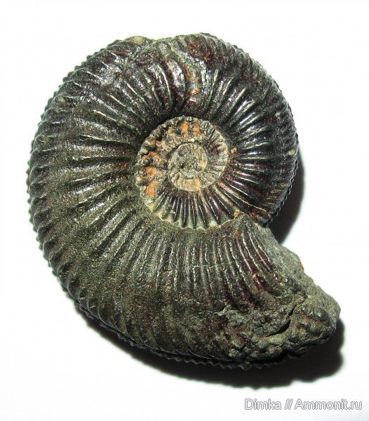 юра, Amoeboceras, Ундоры, кимеридж, Ульяновская область, нижний кимеридж, Kimmeridgian, Jurassic, Upper Jurassic