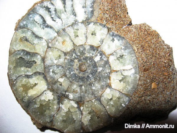 юра, нижний келловей, келловей, Indosphinctes, Никитино, Callovian, Jurassic, Middle Jurassic, Lower Callovian