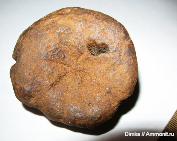 мел, Никитино, Palaeosemaeostoma, берриас, Palaeosemaeostoma riasanense, медузы, Berriasian, Cretaceous