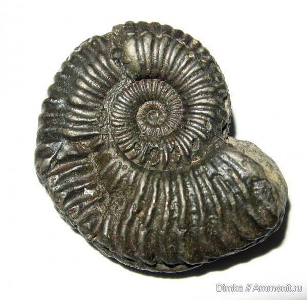 юра, Amoeboceras, Ундоры, кимеридж, нижний кимеридж, Kimmeridgian, Jurassic, Upper Jurassic