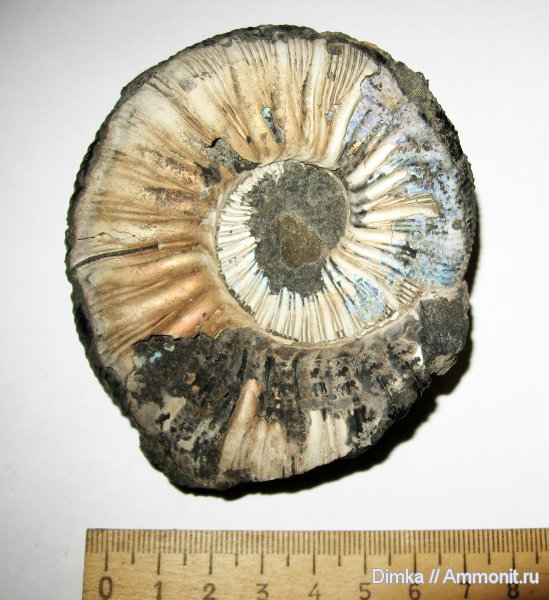 аммониты, Virgatites, Мневники, Virgatites gerassimovi, Ammonites