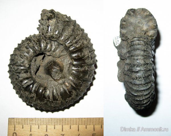 юра, волжский ярус, Мневники, Acuticostites, зона Dorsoplanites panderi, Volgian, Jurassic