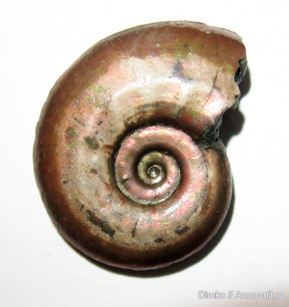 юра, Михайлов, Brightia, келловей, верхний келловей, Brightia subinvoluta, Callovian, Jurassic, Middle Jurassic