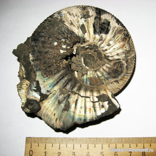 Virgatites, волжский ярус, Virgatites gerassimovi, зона Virgatites gerassimovi, Volgian