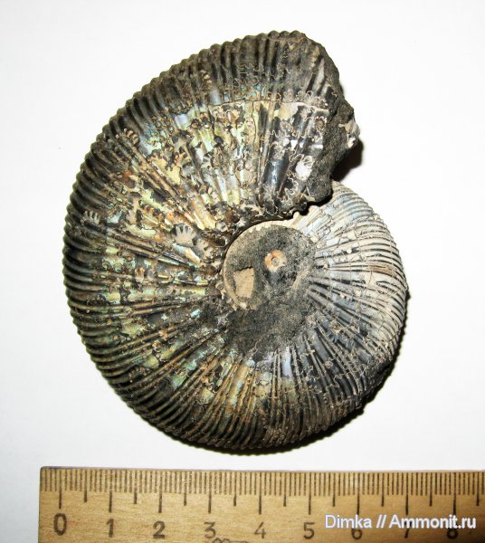 юра, Virgatites, волжский ярус, Virgatites virgatus, Virgatites gerassimovi, зона Virgatites gerassimovi, Volgian, Jurassic