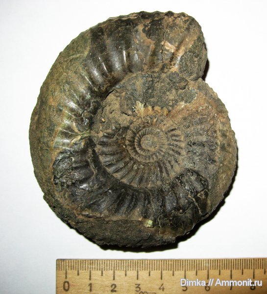 юра, Москворечье, Dorsoplanites, Dorsoplanites panderi, средний подъярус волжского яруса, зона Dorsoplanites panderi, Jurassic