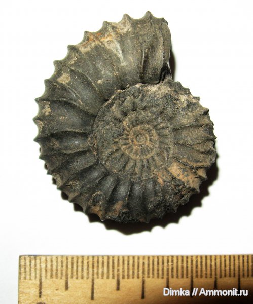 юра, Москворечье, Pavlovia, волжский ярус, Pavlovia pavlovi, зона Dorsoplanites panderi, Volgian, Jurassic