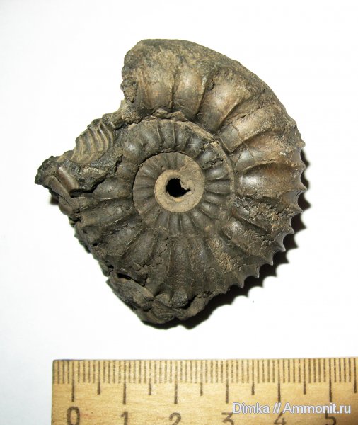 юра, Москворечье, Pavlovia, волжский ярус, зона Dorsoplanites panderi, Volgian, Jurassic