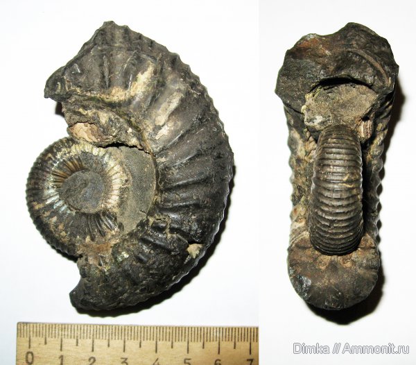 юра, Dorsoplanites, Мневники, Dorsoplanites panderi, средний подъярус волжского яруса, поперечное сечение, зона Dorsoplanites panderi, Jurassic