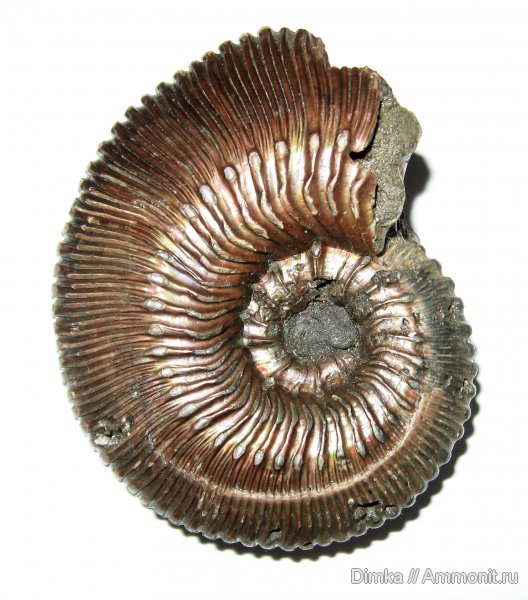 юра, Kosmoceras, келловей, Михайловцемент, Callovian, Jurassic, Middle Jurassic