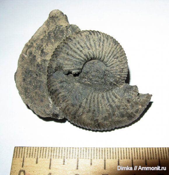 юра, Москворечье, Zaraiskites, Zaraiskites michalskii, средний подъярус волжского яруса, зона Dorsoplanites panderi, Jurassic