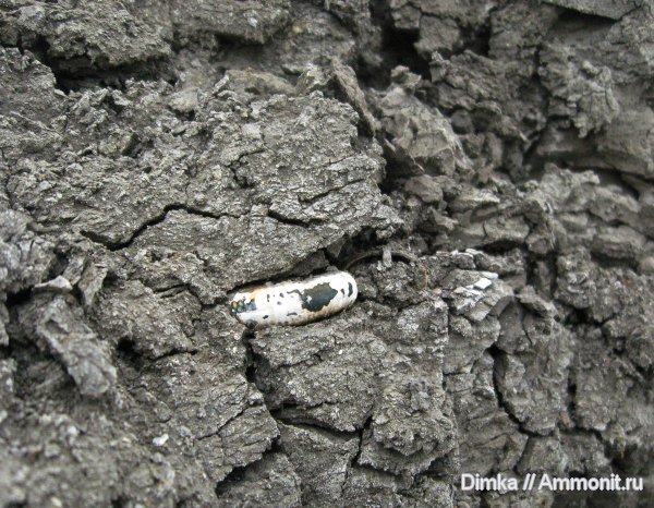 юра, Михайлов, Binatisphinctes, келловей, Спартак, Callovian, Jurassic, Middle Jurassic