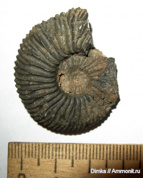 юра, Москворечье, Zaraiskites, средний подъярус волжского яруса, зона Dorsoplanites panderi, Jurassic