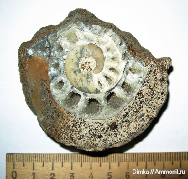 юра, келловей, Rondiceras, Никитино, Callovian, Jurassic, Middle Jurassic