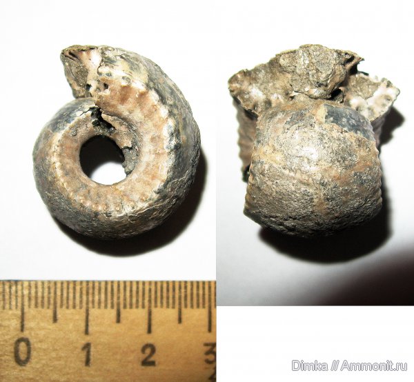 юра, Михайлов, Erymnoceras, келловей, Callovian, Jurassic, Middle Jurassic