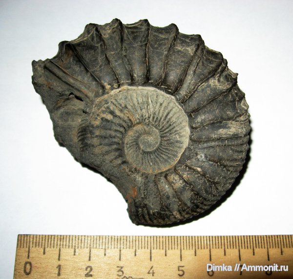 юра, Москворечье, Zaraiskites, Zaraiskites michalskii, средний подъярус волжского яруса, зона Dorsoplanites panderi, Jurassic