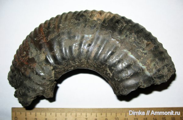 юра, Воскресенск, Virgatites, волжский ярус, Virgatites sosia, Volgian, Jurassic