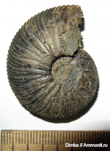 юра, Воскресенск, Virgatites, волжский ярус, Virgatites virgatus, Volgian, Jurassic