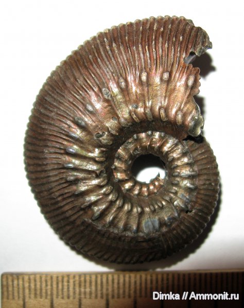 юра, Kosmoceras, келловей, Михайловцемент, Callovian, Jurassic, Middle Jurassic