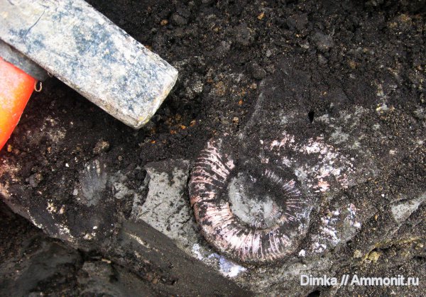 юра, Михайлов, Binatisphinctes, келловей, Binatisphinctes mosquensis, Callovian, Jurassic, Middle Jurassic