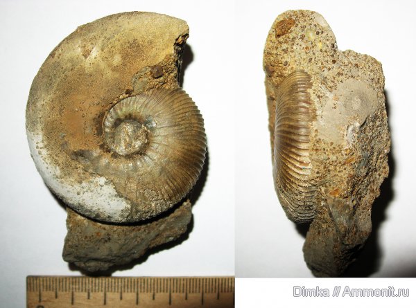 юра, Kosmoceras, нижний келловей, келловей, Никитино, Kosmoceras enodatum, Callovian, Jurassic, Middle Jurassic, Lower Callovian