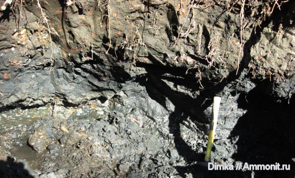 юра, Мневники, зона Kachpurites fulgens, Jurassic