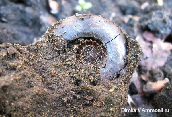 юра, Kachpurites, Мневники, Kachpurites fulgens, Volgian, Jurassic